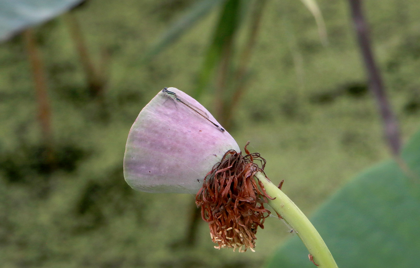 Изображение особи Nelumbo komarovii.