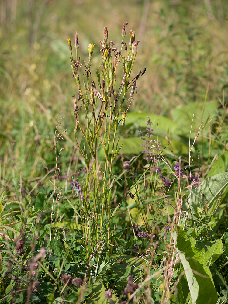 Image of Tragopogon dasyrhynchus specimen.