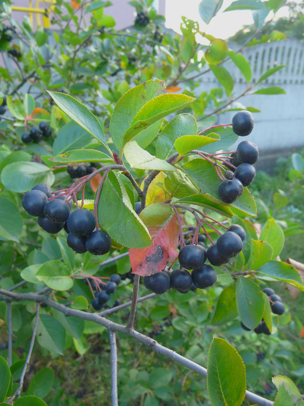 Изображение особи &times; Sorbaronia mitschurinii.