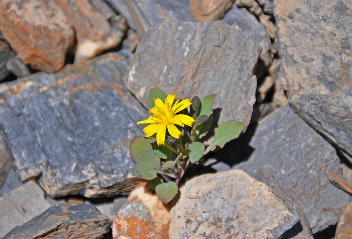 Image of Crepis nana specimen.