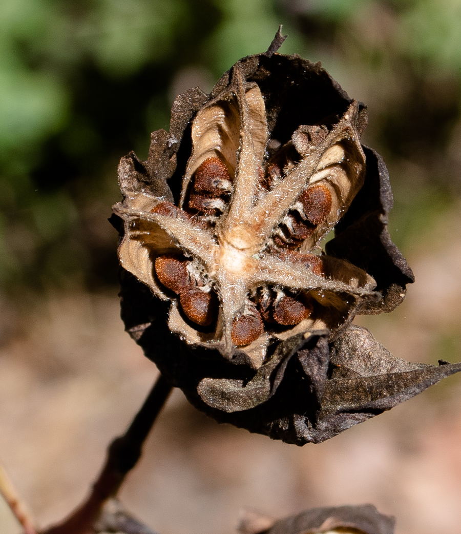 Image of Hibiscus laevis specimen.