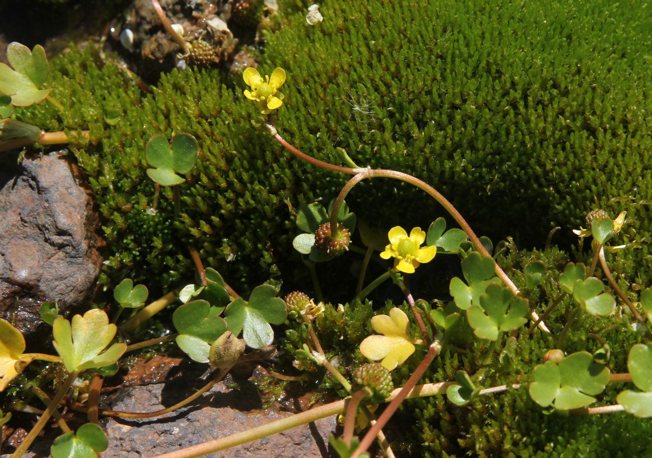 Image of Ranunculus natans specimen.