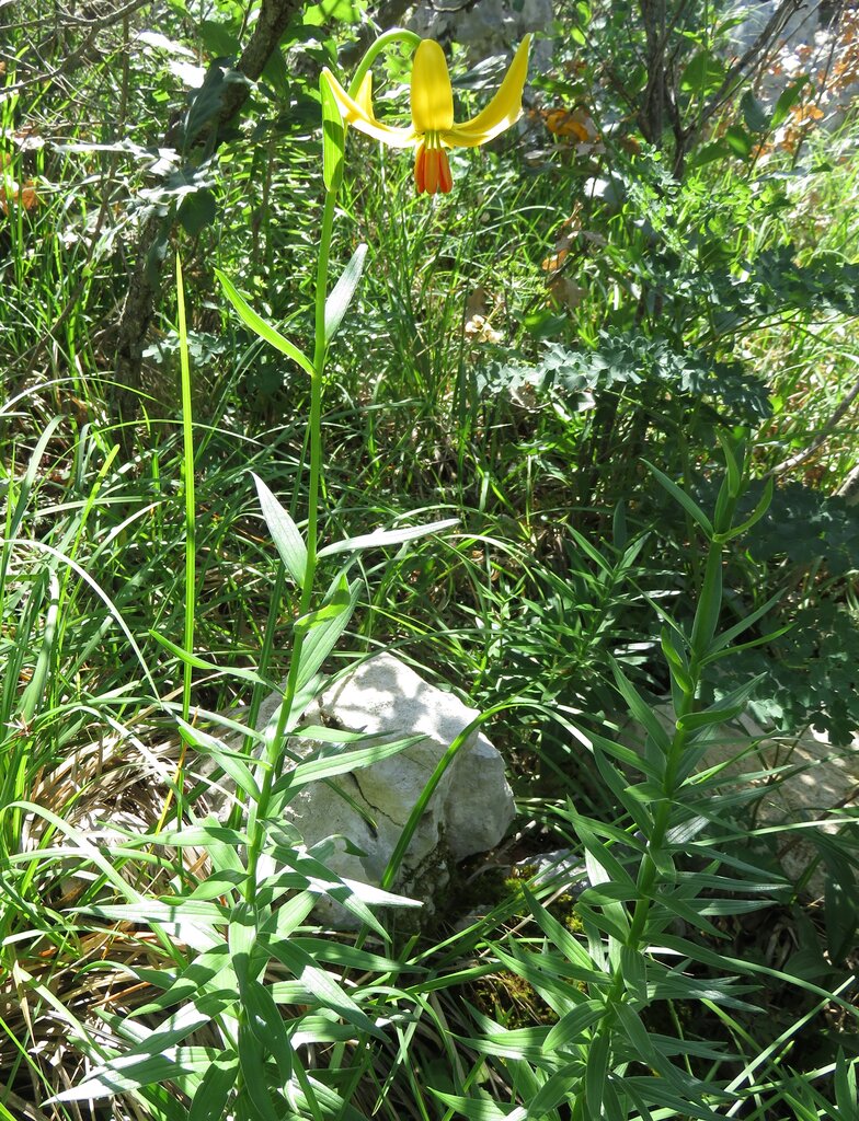 Image of Lilium bosniacum specimen.