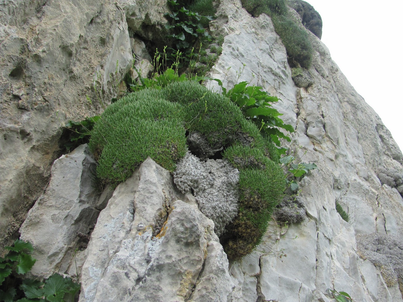 Image of Gypsophila tenuifolia specimen.