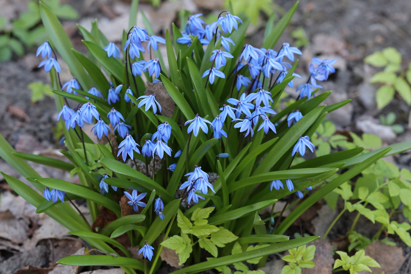 Image of Scilla siberica specimen.