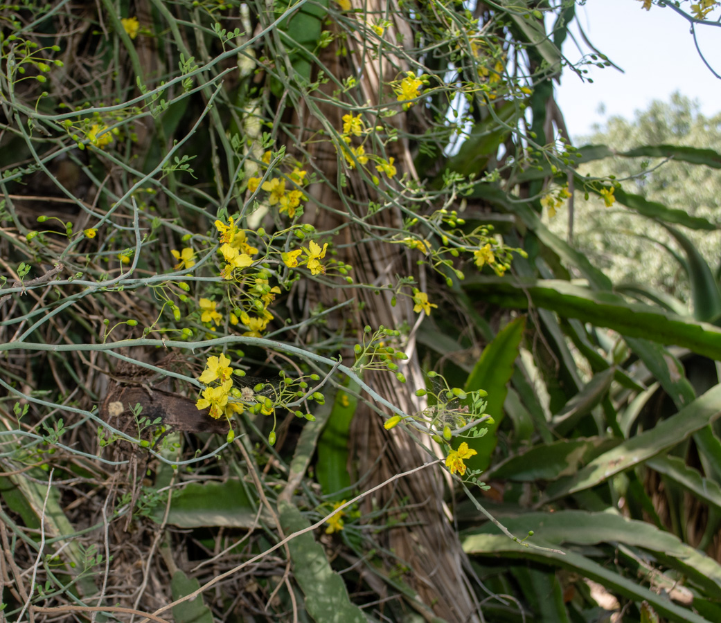 Image of Parkinsonia florida specimen.