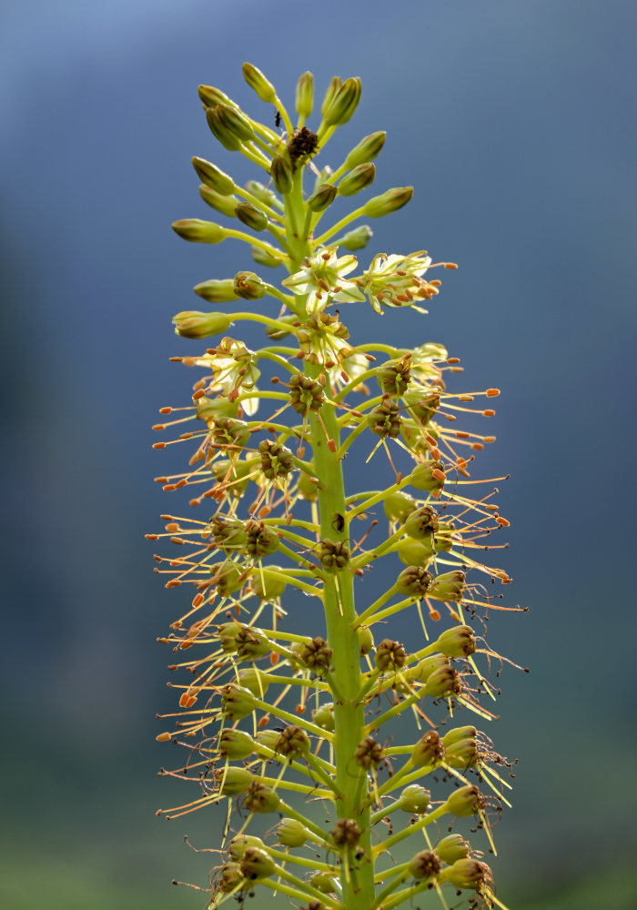 Изображение особи Eremurus fuscus.