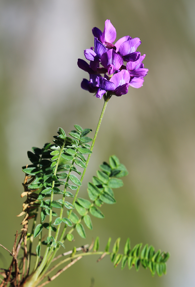 Image of Oxytropis mandshurica specimen.