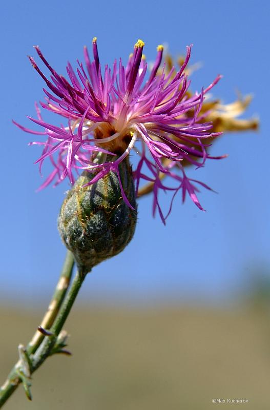 Image of Centaurea adpressa specimen.