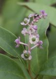 Phytolacca americana