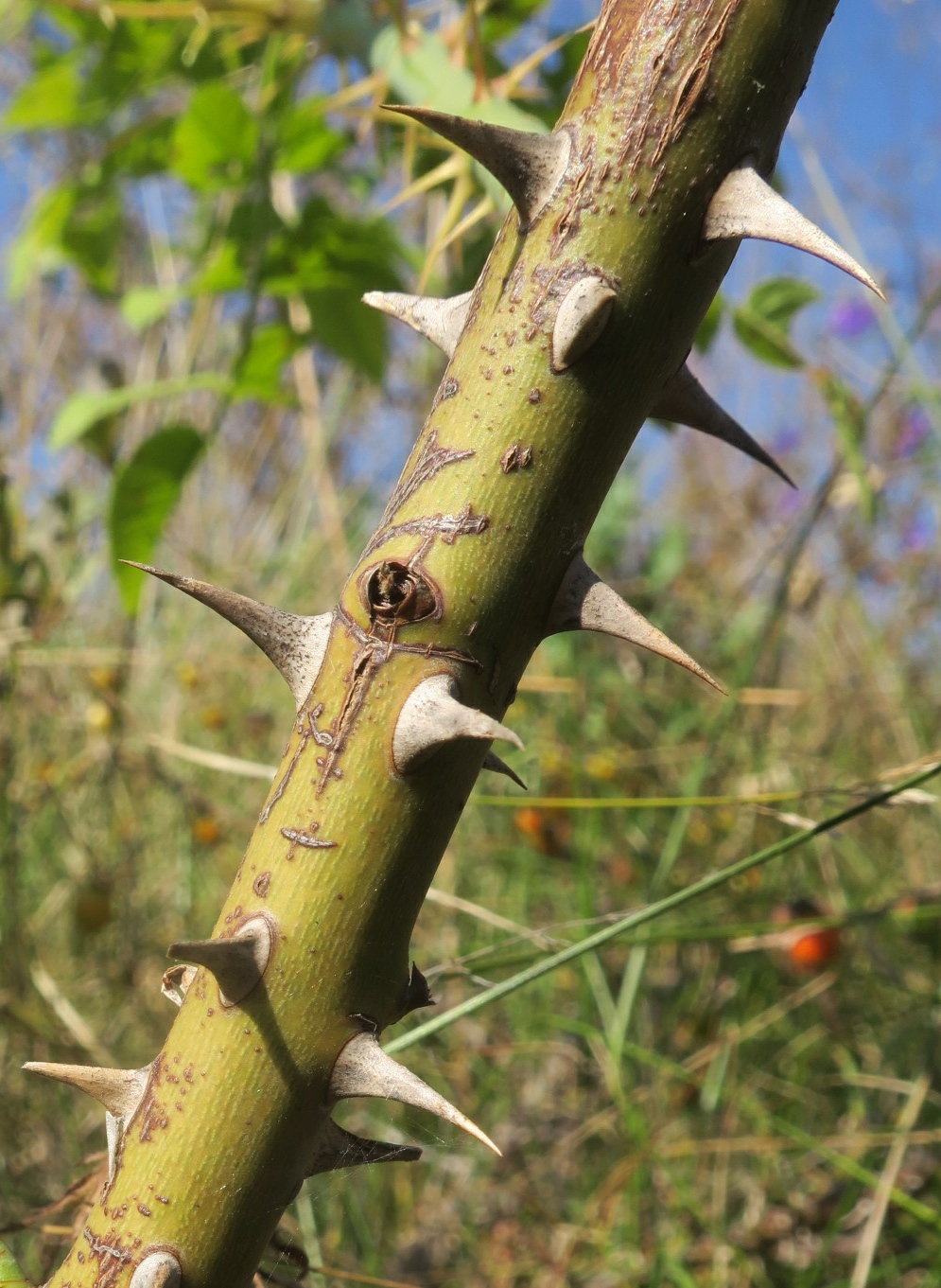 Image of Rosa corymbifera var. tomentosa specimen.