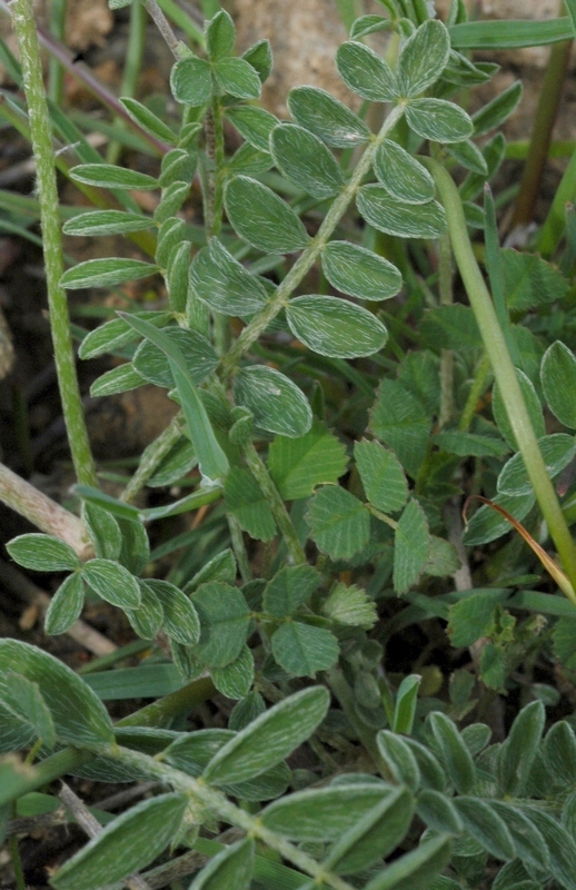 Image of genus Astragalus specimen.