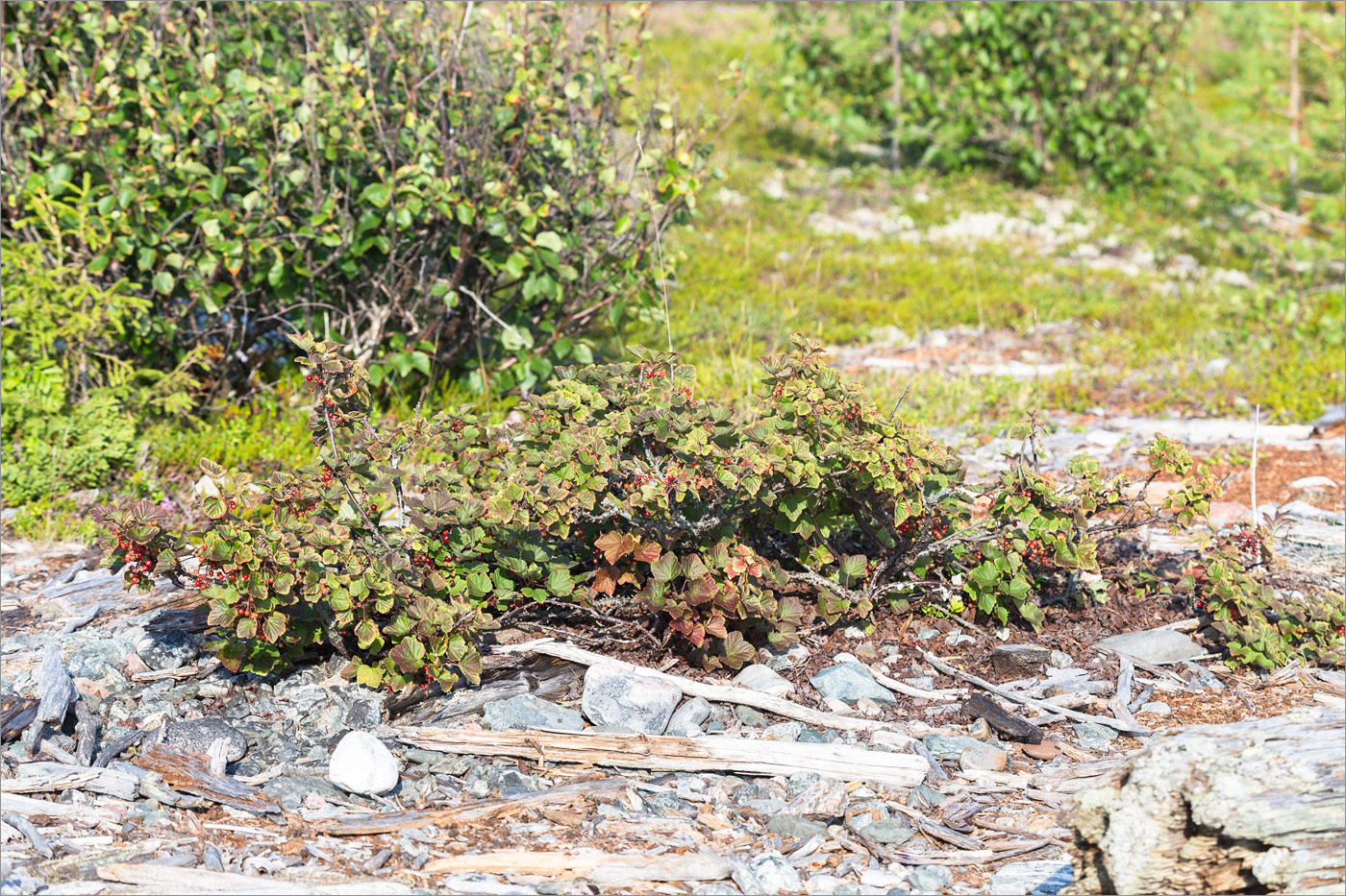 Image of Ribes glabrum specimen.