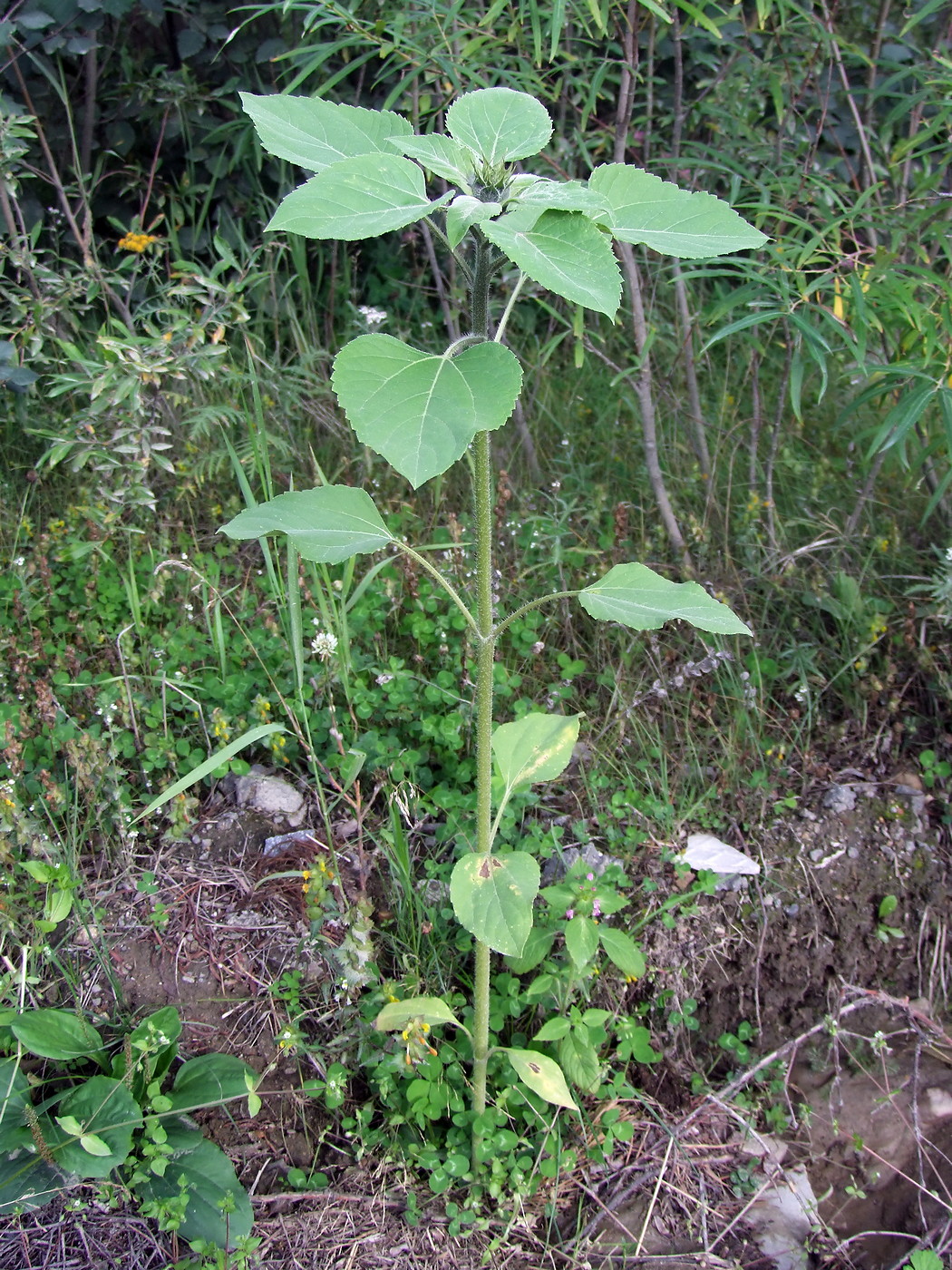 Image of Helianthus annuus specimen.