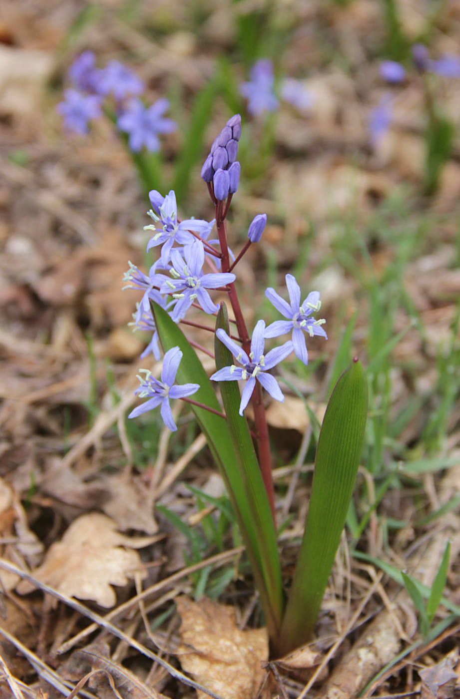 Изображение особи Scilla bifolia.