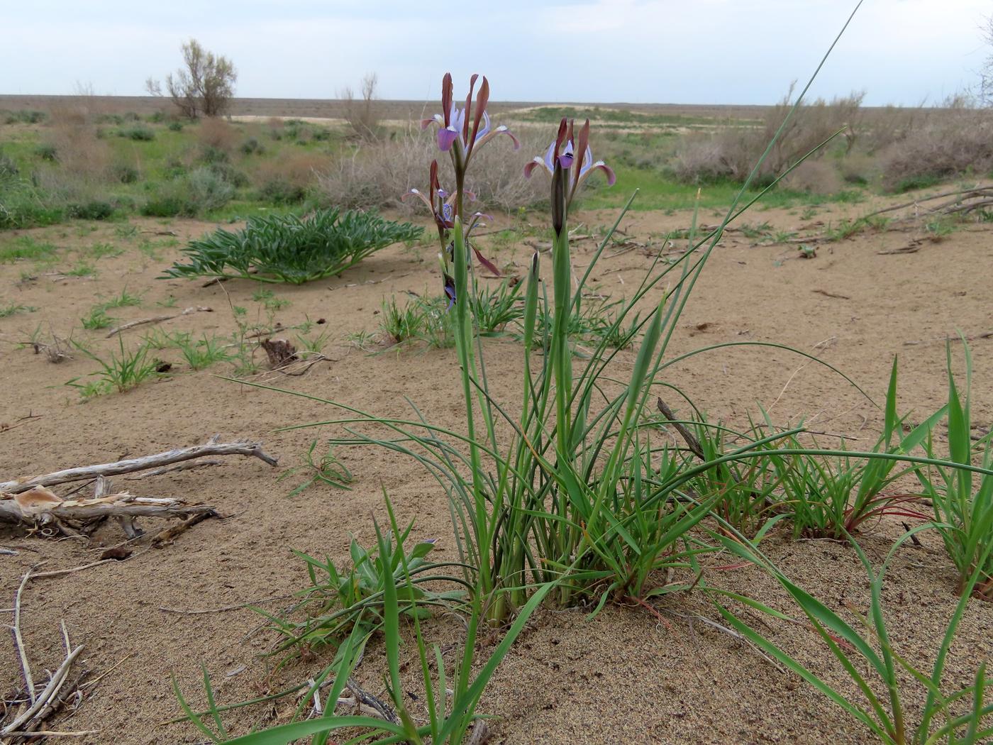 Image of Iris longiscapa specimen.