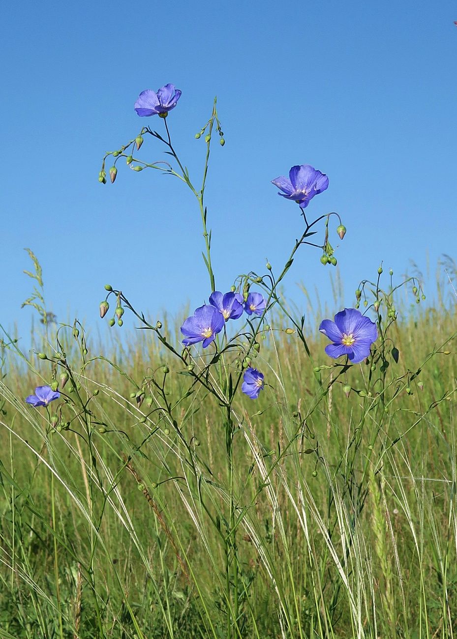 Изображение особи Linum austriacum.