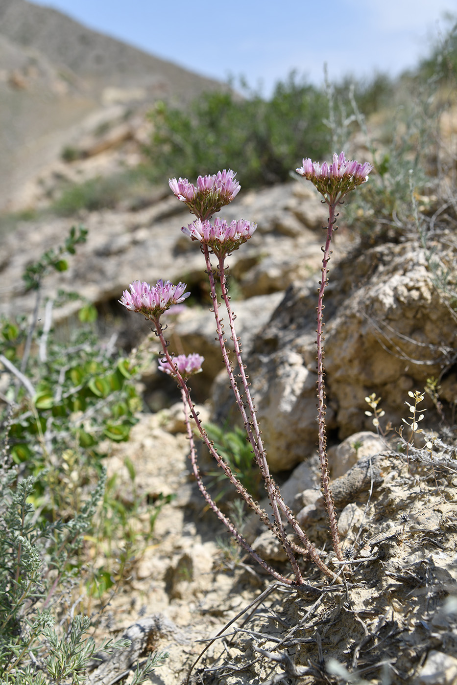 Image of Pseudosedum longidentatum specimen.