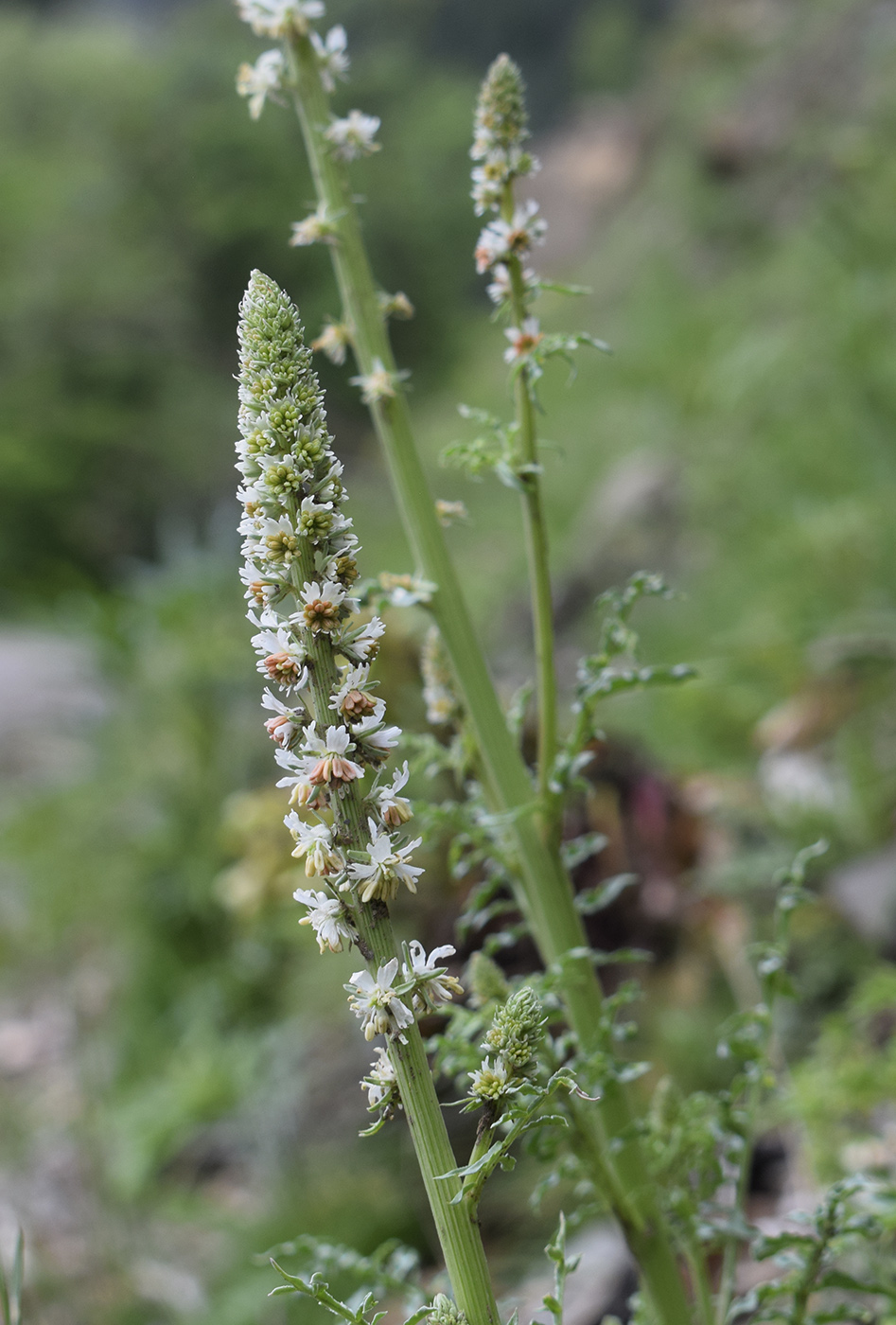 Image of Reseda alba specimen.