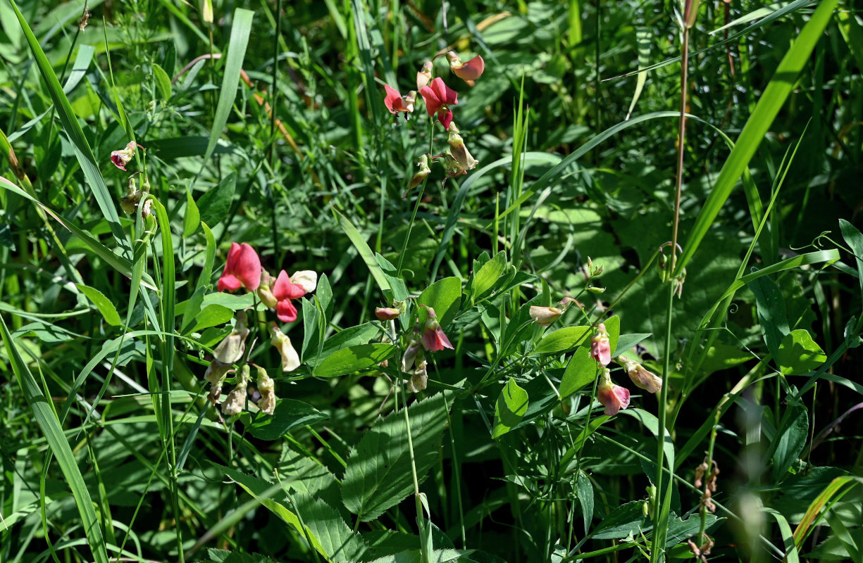 Изображение особи Lathyrus litvinovii.