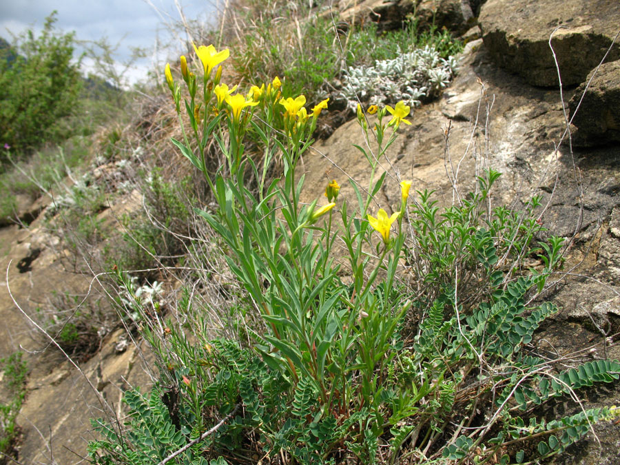 Image of Linum alexeenkoanum specimen.