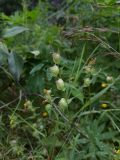 genus Rhinanthus. Верхушка плодоносящего растения. Карелия, Прионежский р-н, окр. оз. Лососинское, опушка смешанного леса. 15.07.2023.