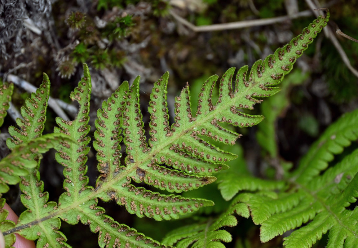 Изображение особи Phegopteris connectilis.