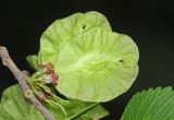 Смотреть изображение Ulmus pumila