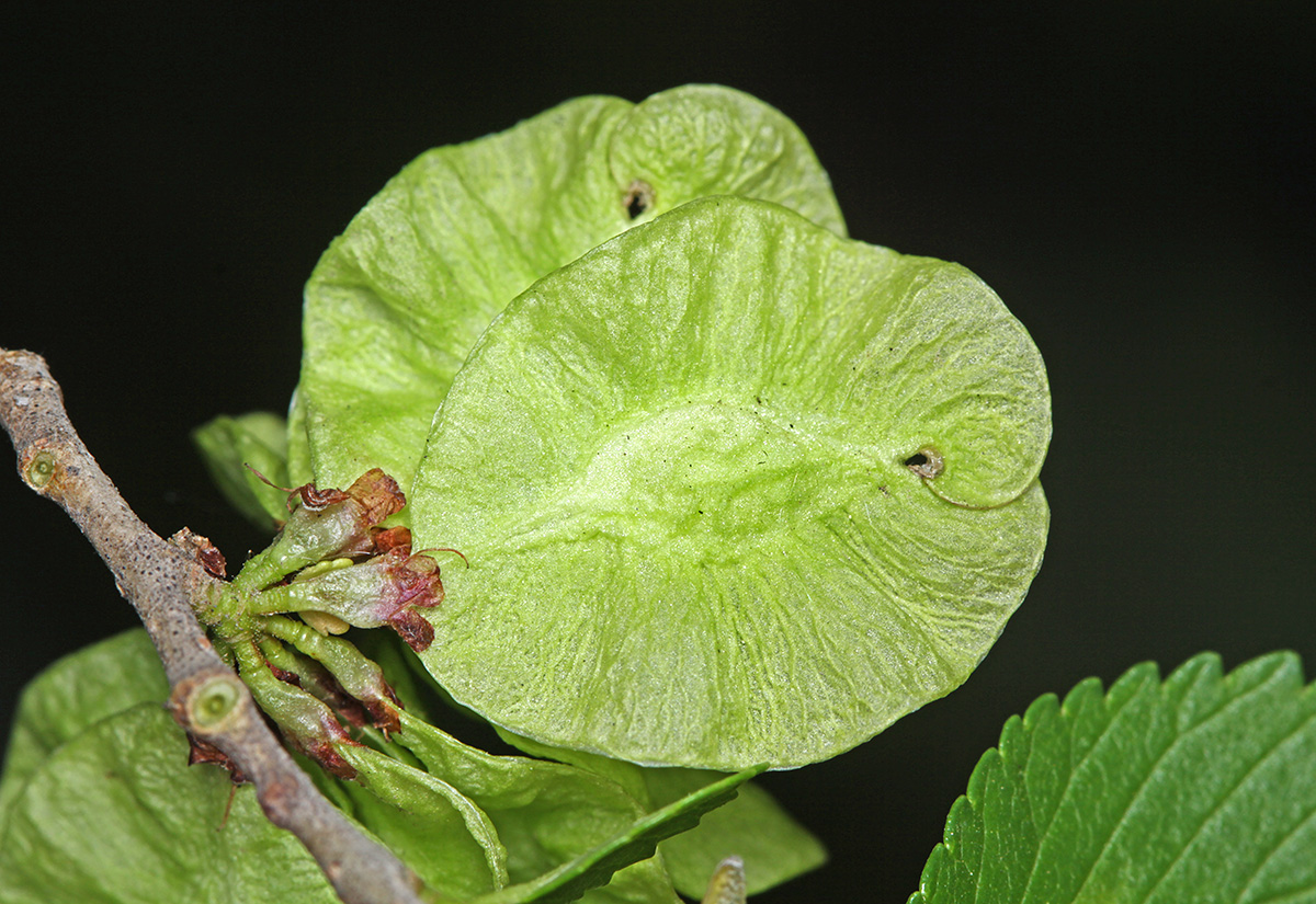 Изображение особи Ulmus pumila.