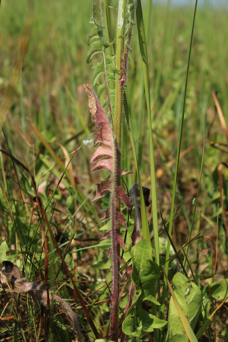 Image of Crepis biennis specimen.