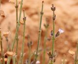 Смотреть изображение Salvia aegyptiaca