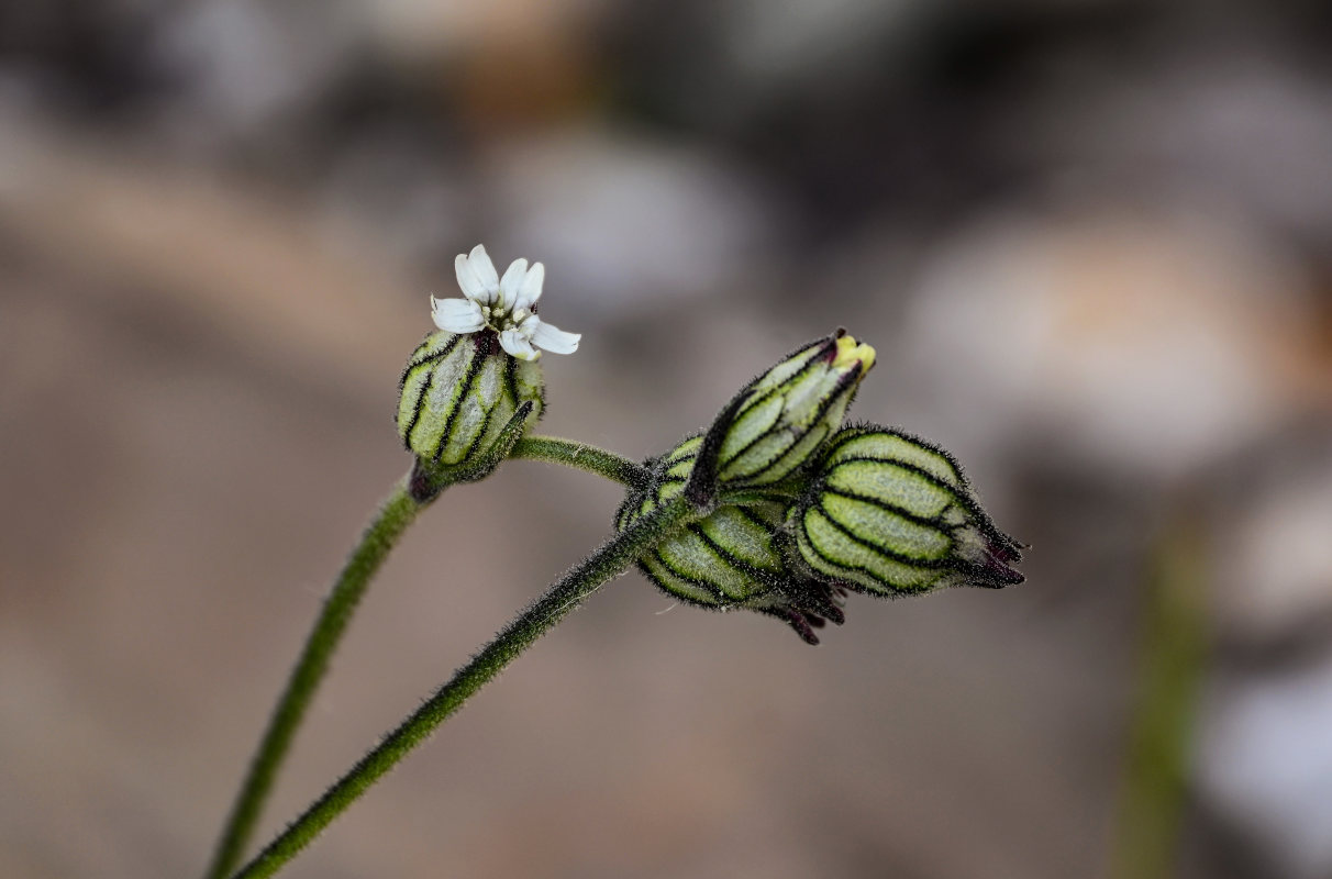 Изображение особи Gastrolychnis gonosperma.