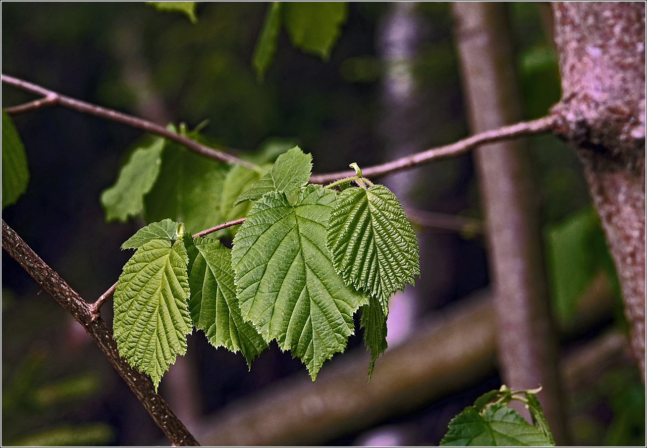 Image of Corylus avellana specimen.