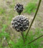 Centaurea scabiosa