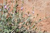 Astragalus oldenburgii