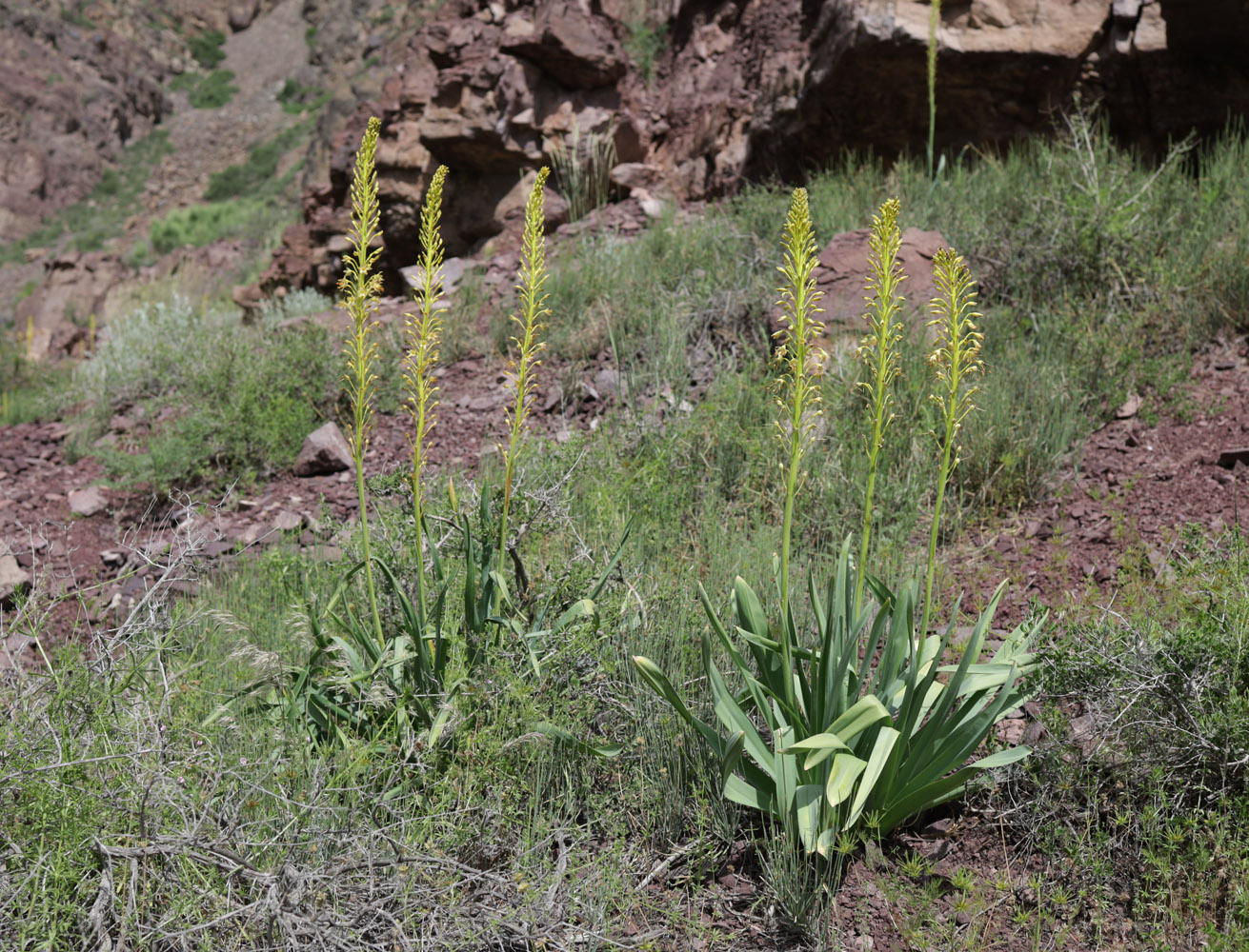 Изображение особи Eremurus fuscus.