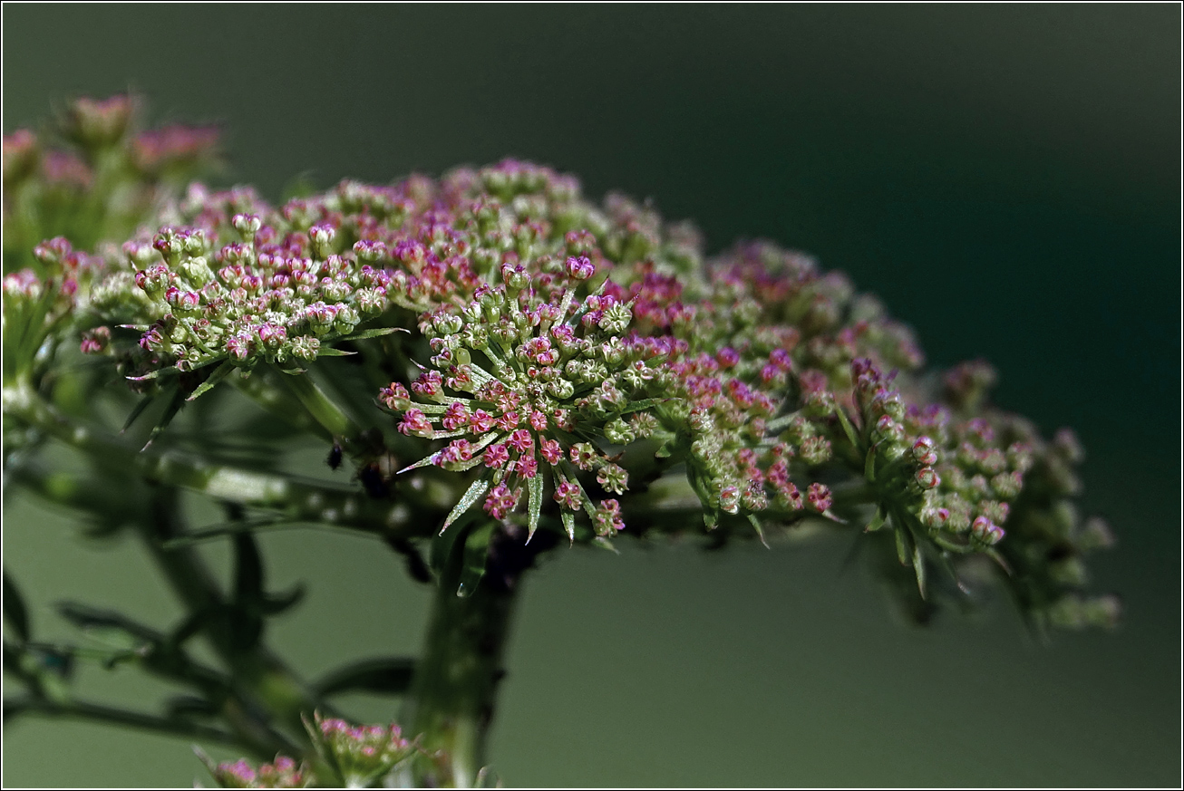 Изображение особи Selinum carvifolia.