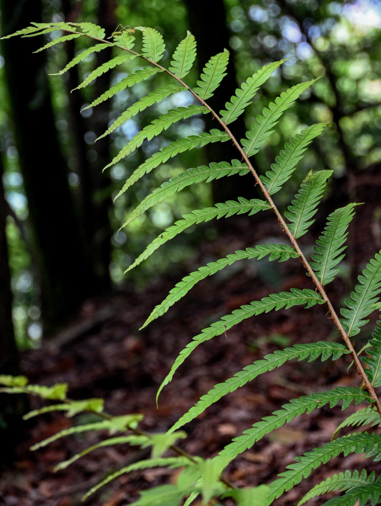 Image of Woodwardia japonica specimen.