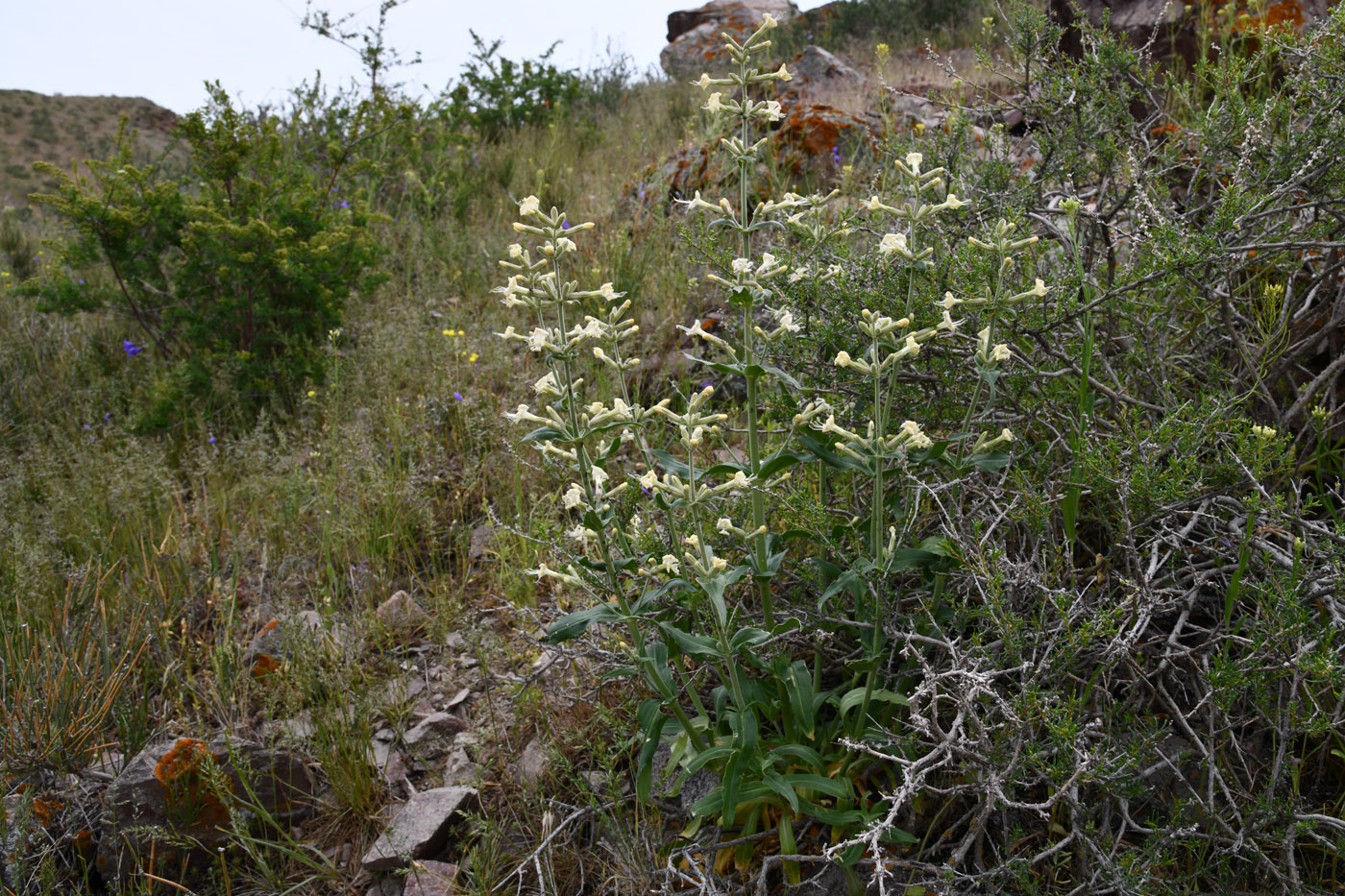 Image of Silene quadriloba specimen.