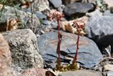 Rosularia alpestris. Зацветающее растение. Таджикистан, Горно-Бадахшанская автономная обл., Рушанский р-н, хр. Северо-Аличурский, Ирхтские горы, Сарезское оз., Ирхтский залив, дол. р. Лянгар, каменистая надпойменная терраса. 27 июня 2024 г.