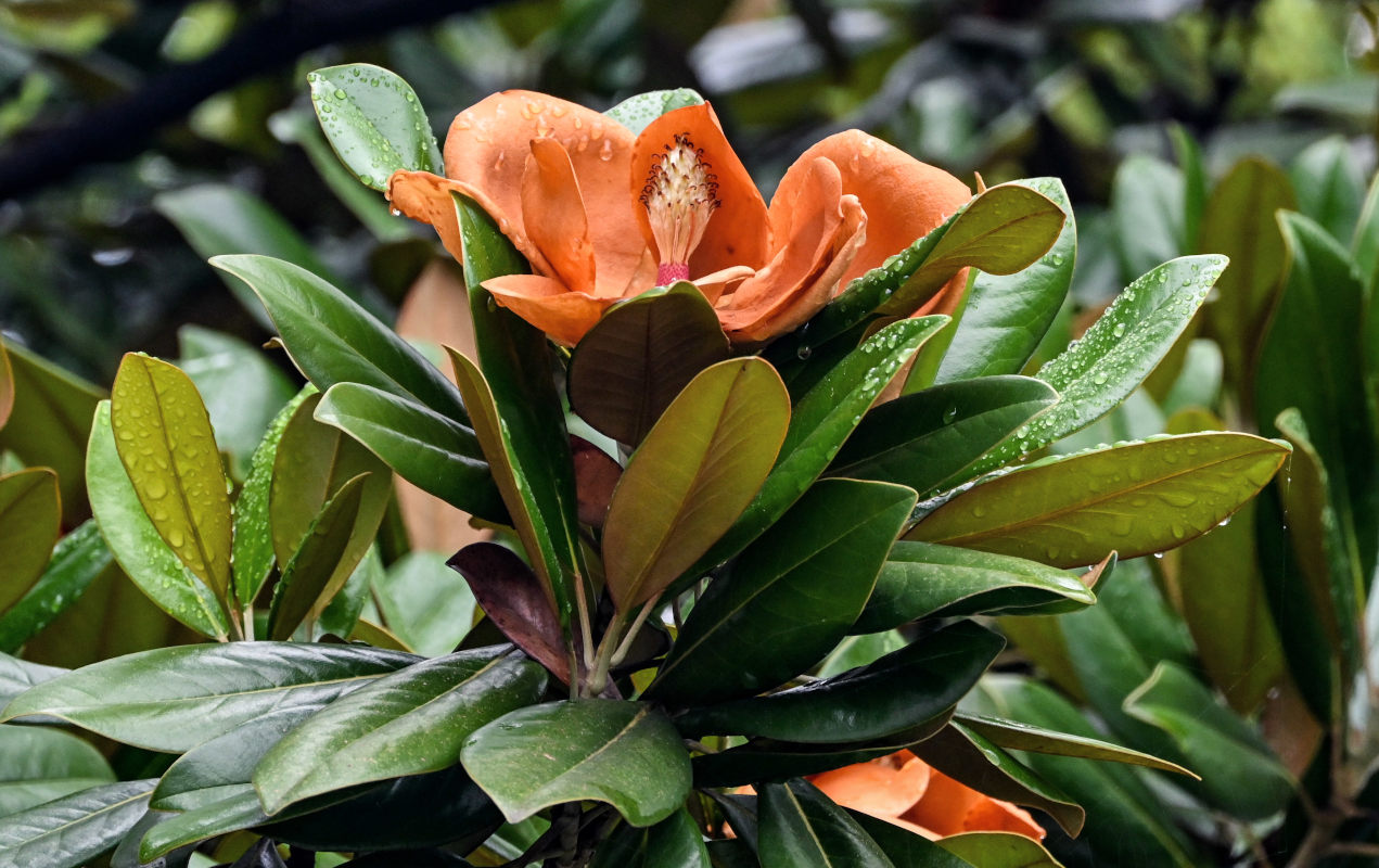 Image of Magnolia grandiflora specimen.