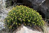 Rhodiola gelida. Цветущее растение. Таджикистан, Горно-Бадахшанская автономная обл., Рушанский р-н, хр. Музкол, Сарезское оз., место фильтрации на Усойском завале, крупногалечниковый берег. 28 июня 2024 г.