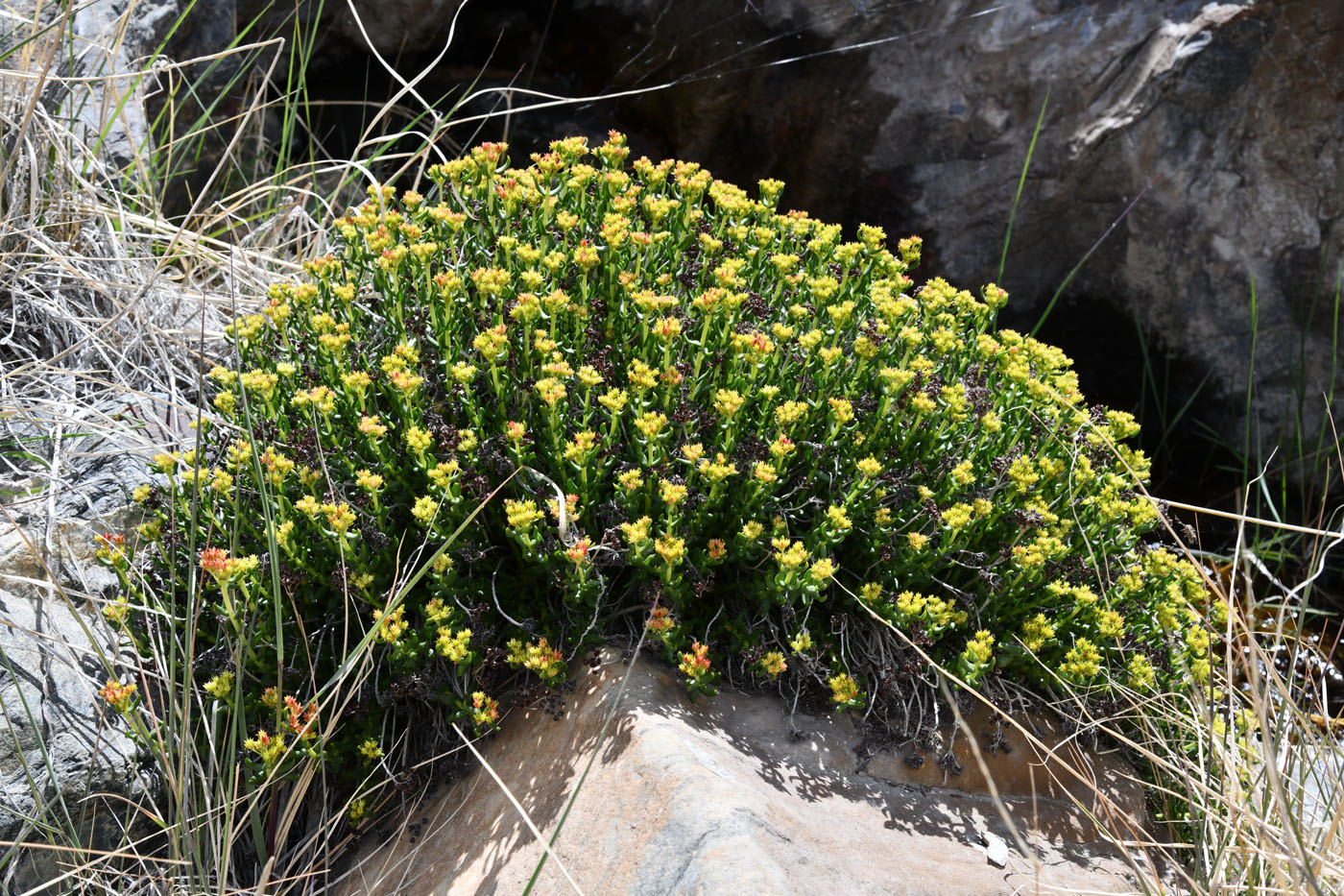 Изображение особи Rhodiola gelida.