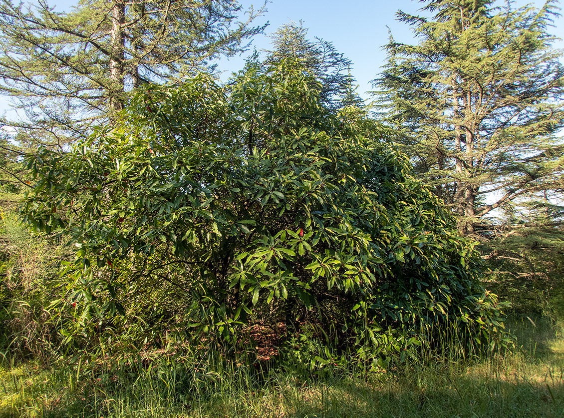 Image of Photinia serratifolia specimen.