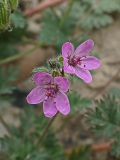 Erodium cicutarium. Соцветие. Хабаровский край, окр. г. Комсомольск-на-Амуре, обочина грунтовой дороги. 18.09.2024.