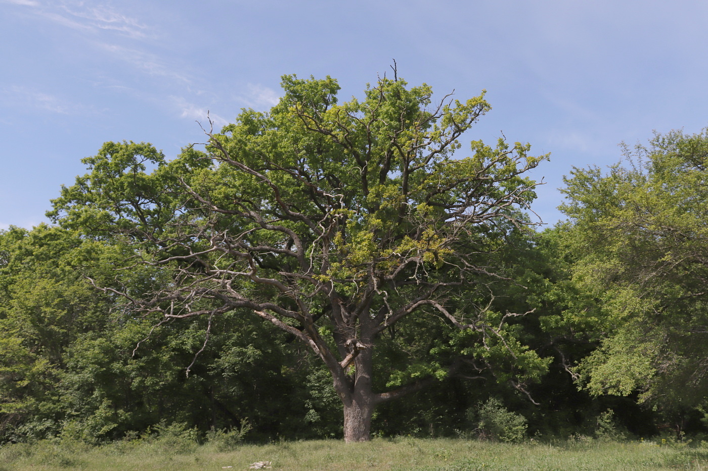 Image of Quercus robur specimen.