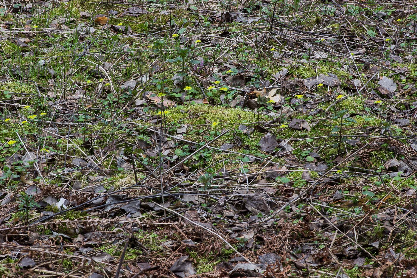 Image of Cirriphyllum piliferum specimen.