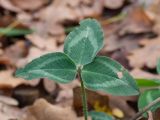 Trifolium pratense. Лист с повреждением. Краснодарский край, Крымский р-н, станица Неберджаевская, приусадебный участок, сорное. 17.11.2024.