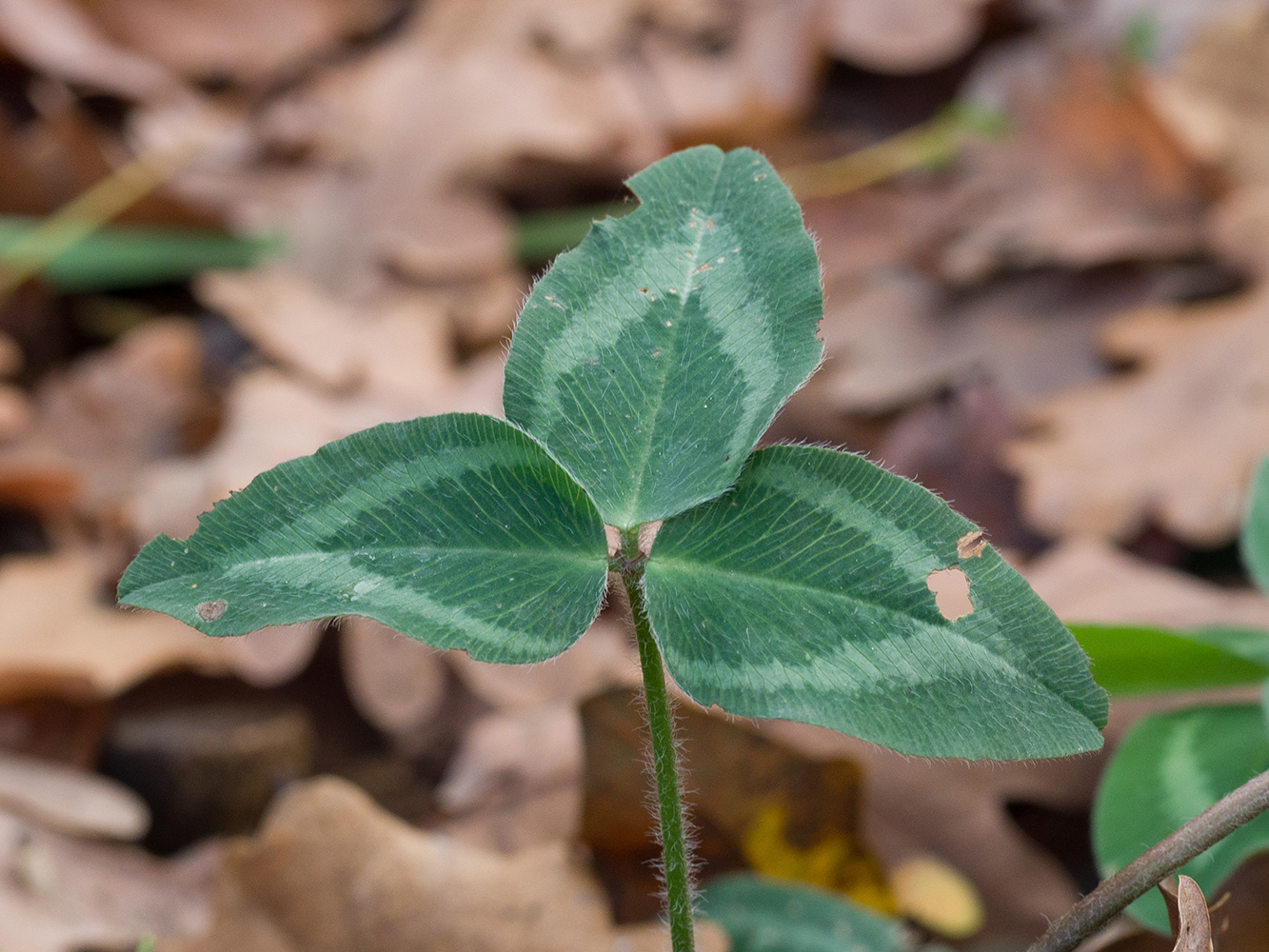 Image of Trifolium ambiguum specimen.