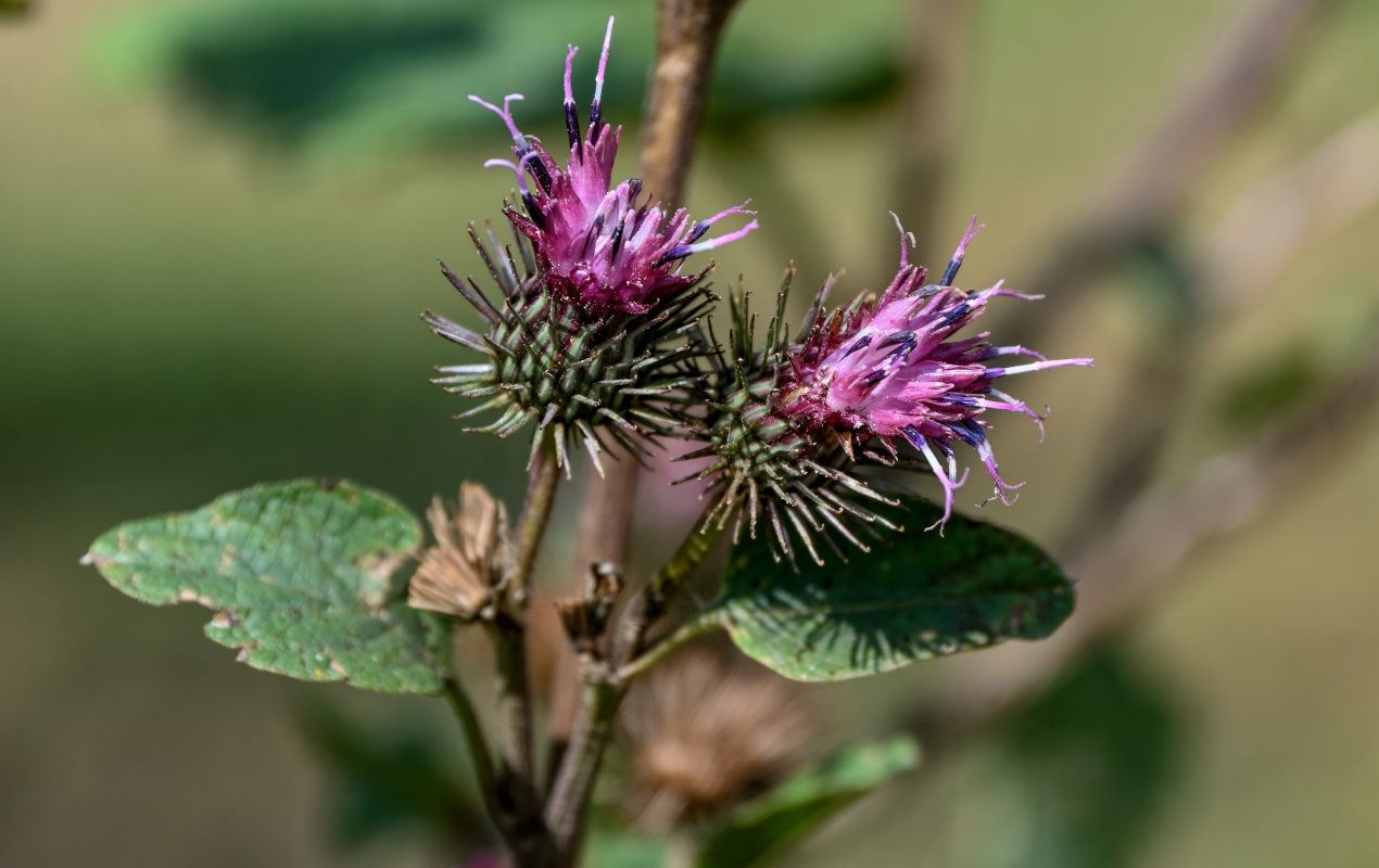 Изображение особи Arctium minus.